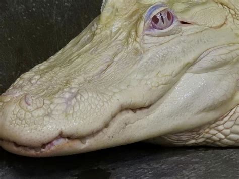 Albino Alligator Photograph by Kenneth Summers