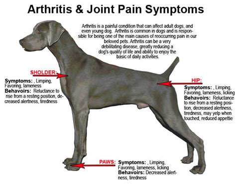 How to Avoid Dog’s Joint Discomfort – Best Joint Pain Relief ...