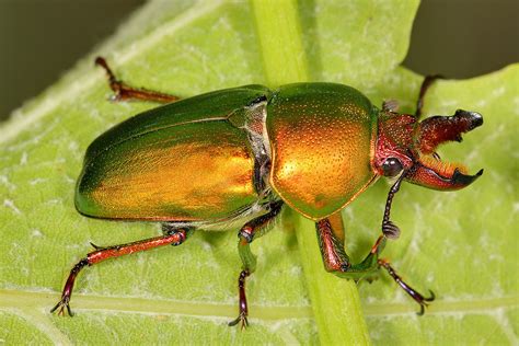 Stag beetle - Wikipedia