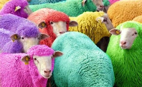 Freshly Dyed Sheep - Barnorama