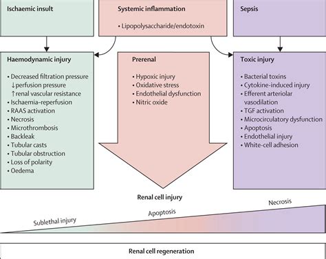 Acute kidney injury - The Lancet