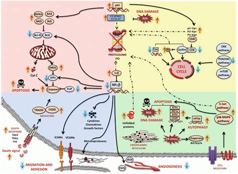 The Ubiquitin-Proteasome System (UPS) as a Cancer Drug Target: Emerging ...