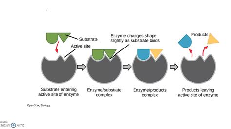 Exergonic Vs Endergonic Water Diagram Reacciones Exergónica