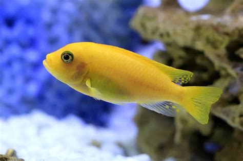 Cichlids: Care Guide & Species Profile | Fishkeeping World