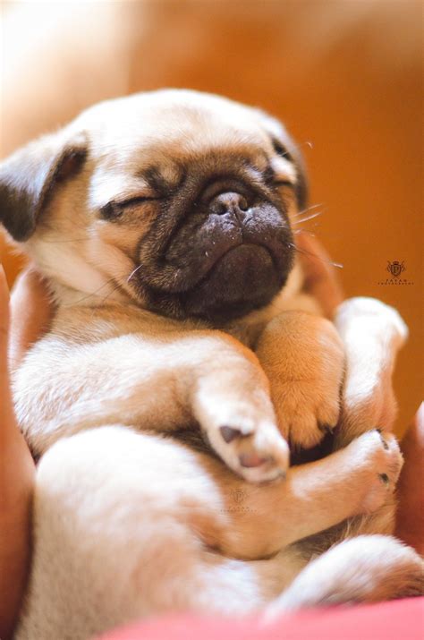 Beautiful little pug puppy. Save for later if you love him ♥ | Cute ...