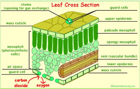 biology paper 1 - plant structure Flashcards | Quizlet