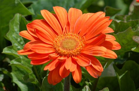 Gerbera Daisy Flowers: Tender Perennial in Many Colors