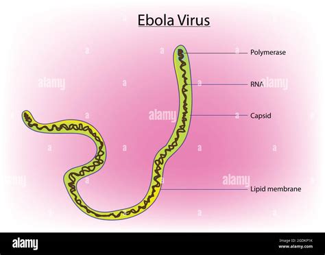 Ebola Virus Cell Structure