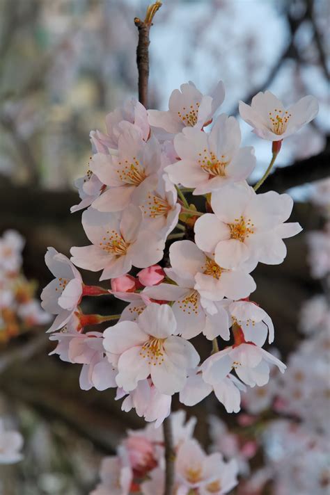 Sakura Flowers: Japanese Cherry Blossoms | Flowers