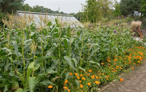 How to Plant Sweet Corn? (Complete Growing Guides)