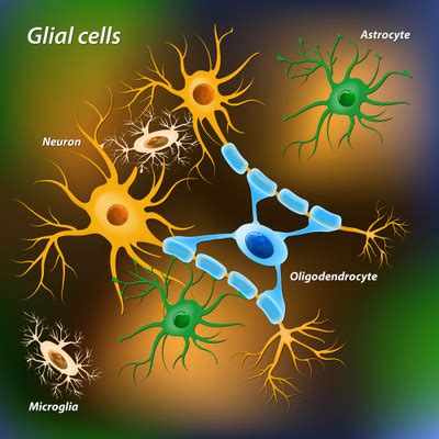 Stem Cells | An Evolving Definition