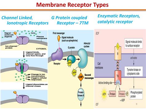 PPT - Autocrine signaling: cells respond to substances that they ...