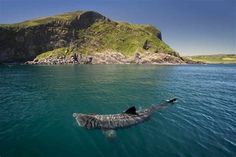 8 Fascinating Facts About the Majestic Basking Shark