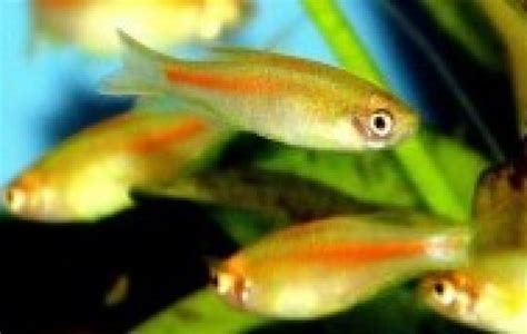 Glowlight Danio - Danios Minnows - Danio choprai | Tank Facts