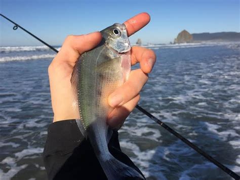 Surfperch Report November 28, 2015