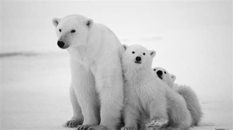 Polar Bear Family HD desktop wallpaper : Widescreen : High Definition ...