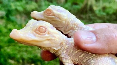 Albino gators born at Florida park for second year | Fox News