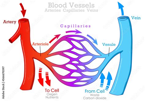 Blood vessels types, arteries, veins capillaries. Arteriole, venule ...