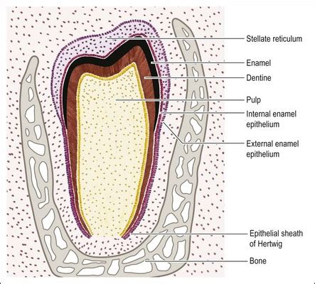 2: Tooth organogenesis, morphology and physiology | Pocket Dentistry