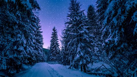 Winter Snowy Pine Trees Forest 4K Wallpaper