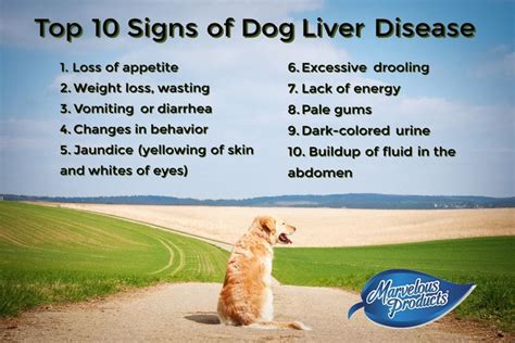 The Top Ten Signs of Dog Liver Disease. | Dog health liver, Liver ...