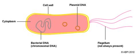 Bacteria - ABPI - Resources for Schools