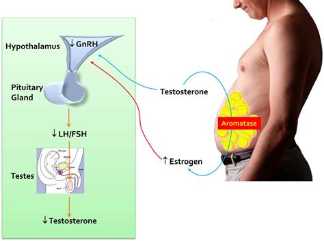 Estrogen Hormone Effect On Men | hnczcyw.com