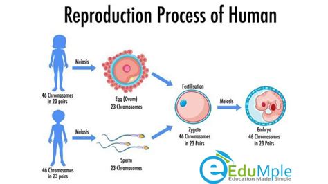 What is reproduction? | Human respiratory system, Education, Asexual