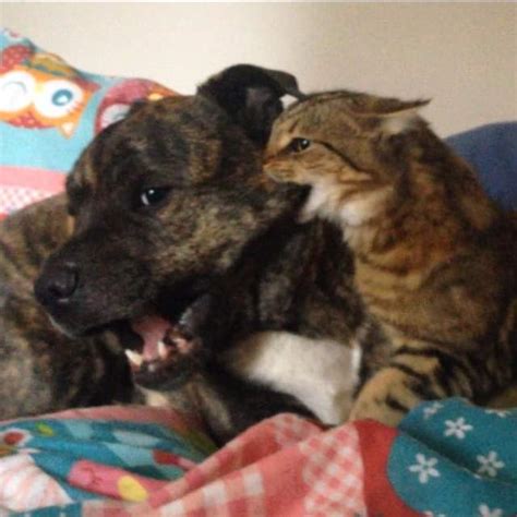 Cat eating Dog : r/DOG