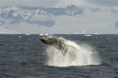 Breaching Whale | Good Nature Travel Blog