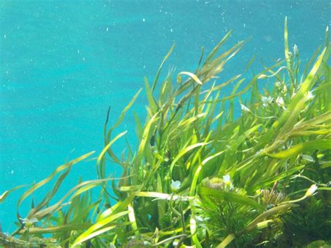 Surprising ways seaweed benefits the environment | Inhabitat - Green ...