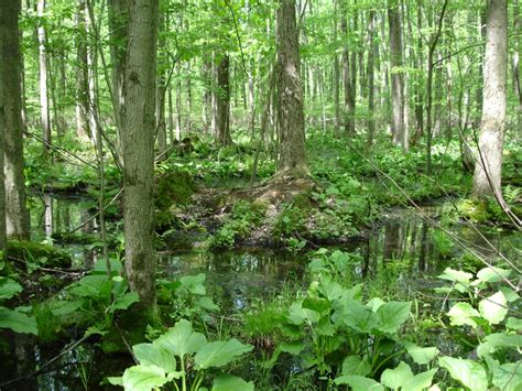 Southern Hardwood Swamp - Michigan Natural Features Inventory