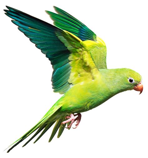 What is a Bird | Information About Birds | DK Find Out