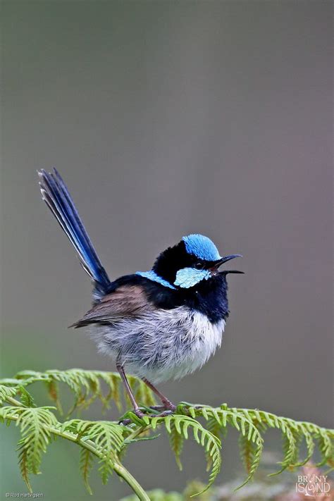 Blue Wren Bird