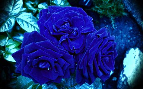 awesome blue roses - Flowers Wallpaper (34660642) - Fanpop