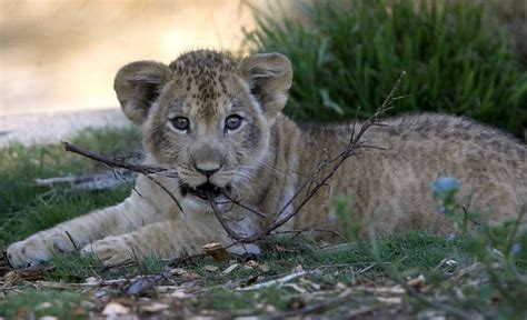 S.F. Zoo introduces 2-month-old male lion cub with pride - San ...