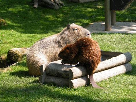 Beaver and Capybara | Hannah Gilbert | Flickr