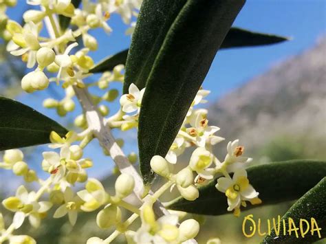 A Closer Look: Olive Tree Flowers | Oliviada