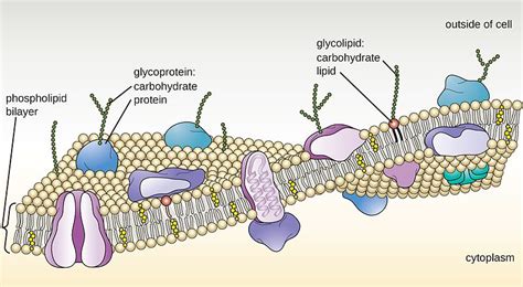 Difference Between Proteoglycan and Glycoprotein - Pediaa.Com