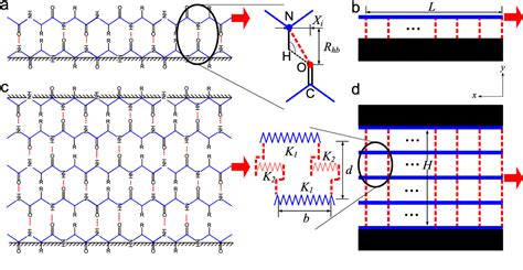 Figure 1 from Cooperative deformation of hydrogen bonds in beta-strands ...