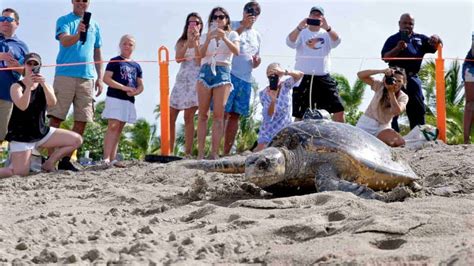 Sea Turtle Conservation And What You Can Do To Help