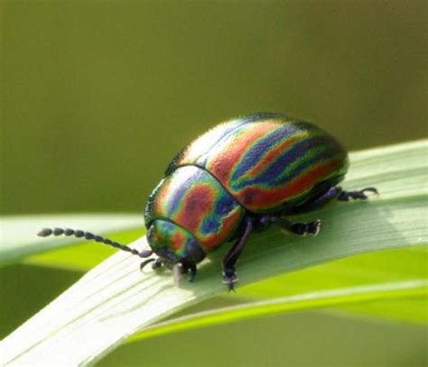 The Extremely Rare Rainbow Leaf Beetle Is A Major Treat For The Eyes ...