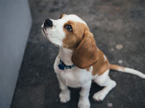 Beagle Size Guide, Chart, and Calculator: How Big Do Beagles Get?