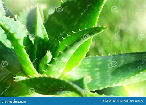 Aloe Vera Plant in Sunlight Stock Image - Image of grow, bitter: 126644801