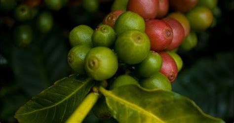 Guatemalan Coffee: GUATEMALAN COFFEE REGIONS PROFILE NO. 2: ANTIGUA