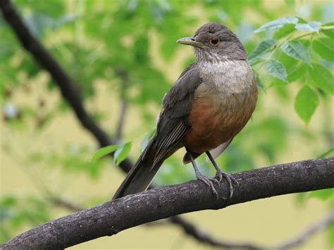 Rufous-bellied Thrush - eBird