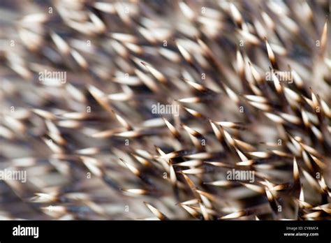 Hedgehog Spines; Detail; UK Stock Photo - Alamy