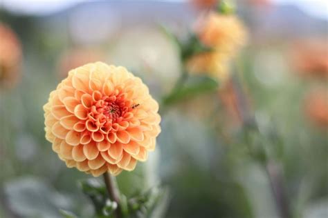 September Birth Month Flowers: Aster and Morning Glory - Petal Republic