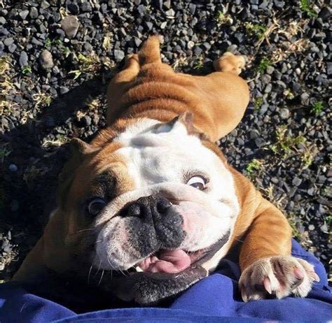 Never have been so happy and crazy | English bulldog dog, Bulldog ...