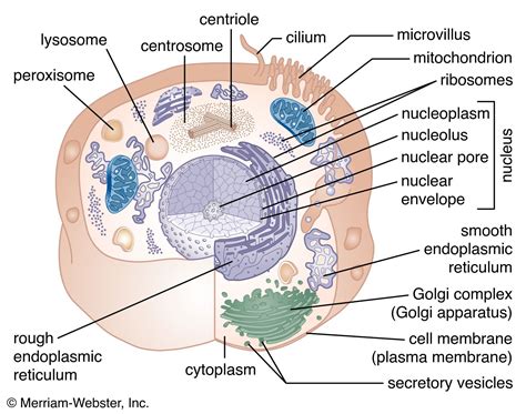 Create a Fascinating Animal Cell Model Drawing in Just 5 Steps!